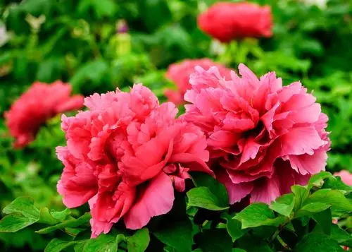 洛阳红,牡丹名贵品种,为丰花品种,一株能开百朵花,花繁叶茂,被冠以"新