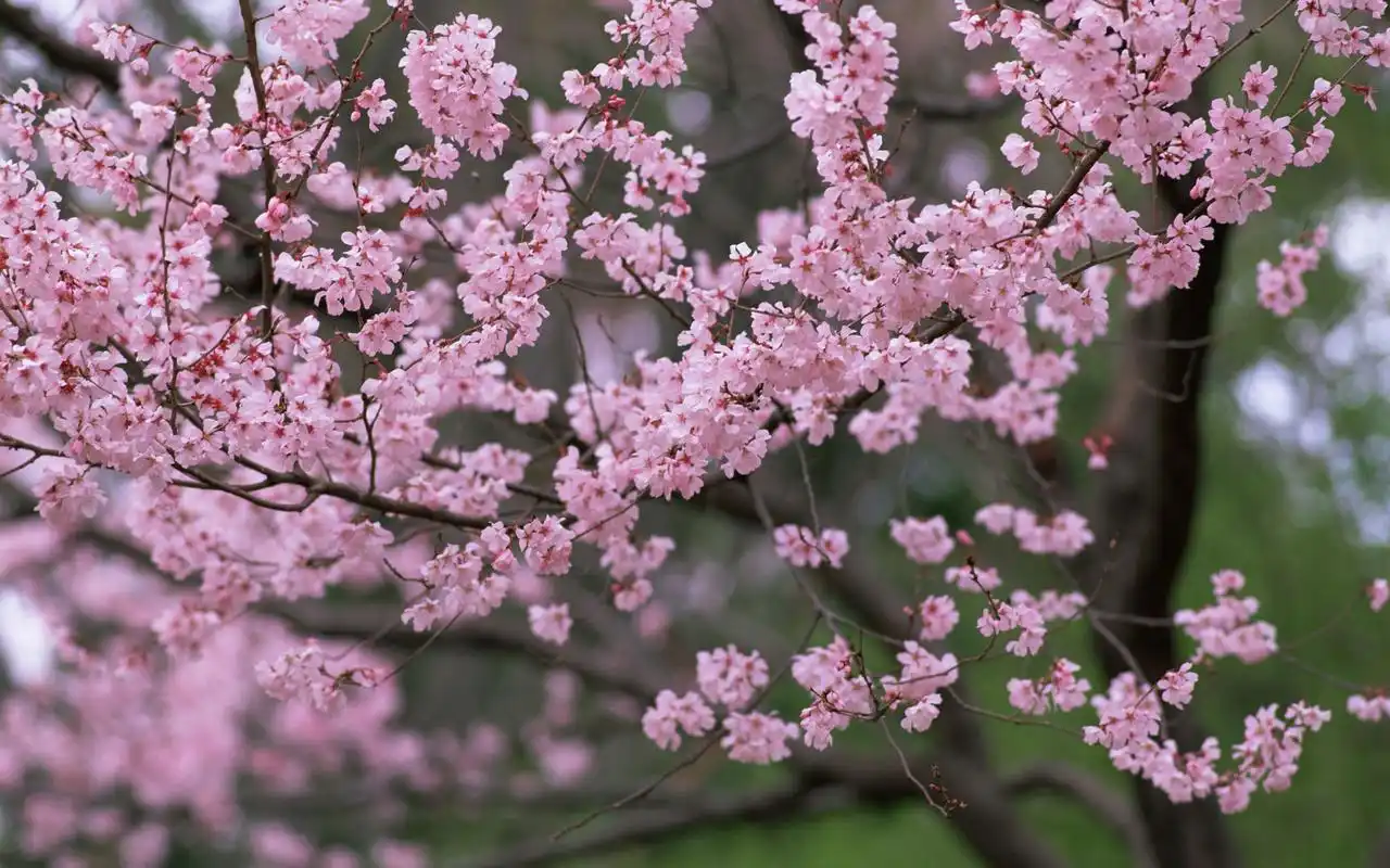 春季清新淡雅唯美桃花特写图片桌面壁纸高清大图预览其它尺寸_植物
