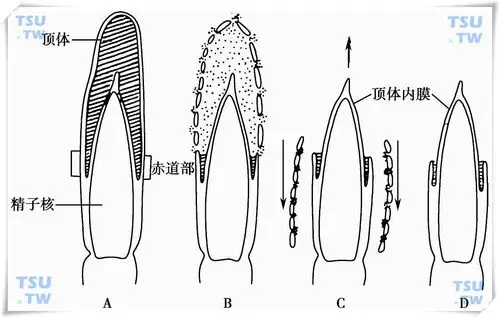 顶体反应:精子顶体及顶体酶