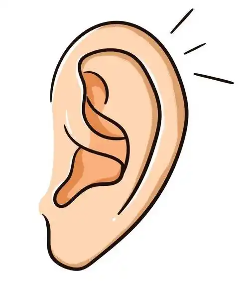 原创耳朵是如何将声音传给大脑的你为什么能辨别不同的声音