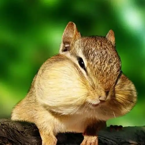 世上萌萌哒的动物32张照片哪个萌货俘获你心