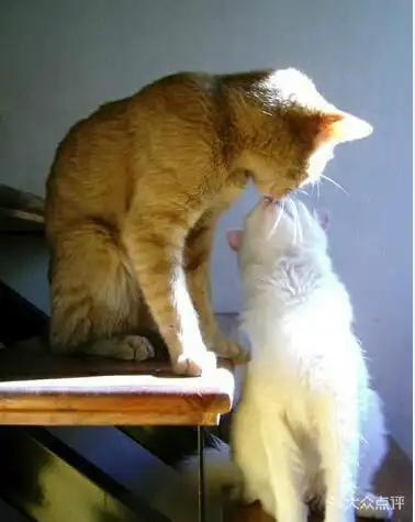 给亲爱的一个吻,胜过任何东西