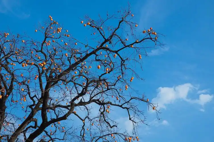 高中生优秀作文600字日子需求宽恕