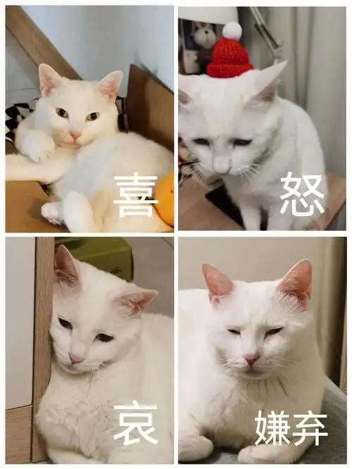 魔性拍猫  #猫咪日常  #猫咪沙雕表情包  #可爱猫猫表情包