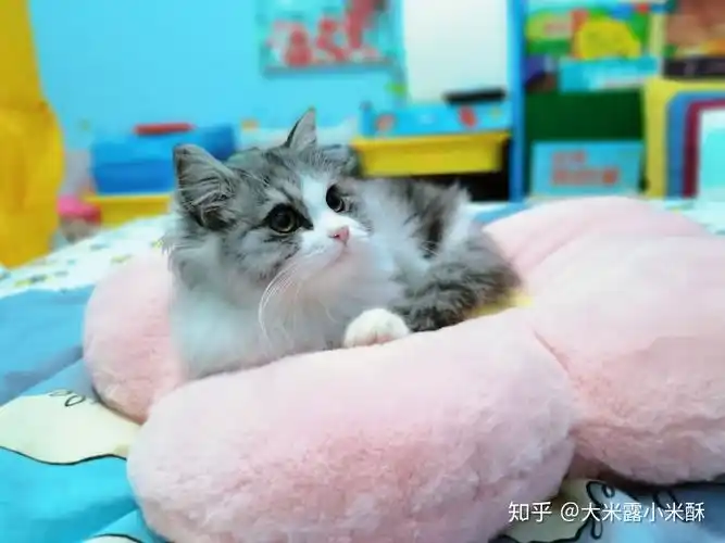 大伙有养英短串布偶的图嘛