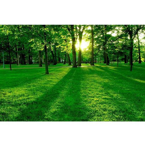 风景画清新山林森林绿色护眼壁画阳光树林海报家居客厅装饰墙贴画