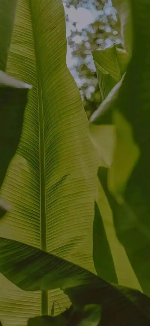 精选壁纸爱了爱了