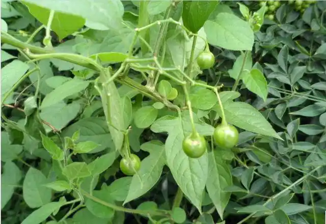 白英的功效与作用