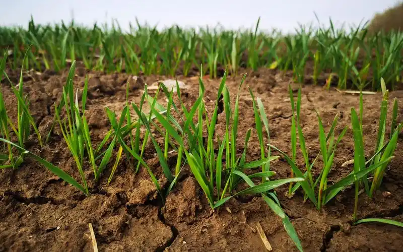小麦麦苗.新京报记者 王颖 摄