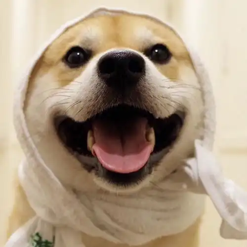 小可爱鬼(610864610879)79ins:akiresh|治愈|笑容|可爱