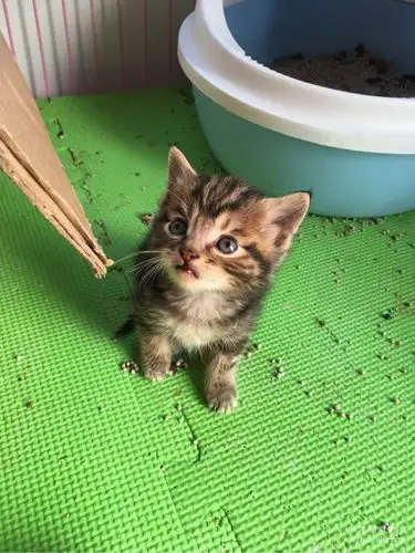 蓝猫串串免费送