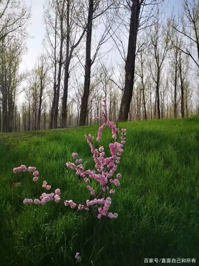 最好的风景就在身边!回归大自然