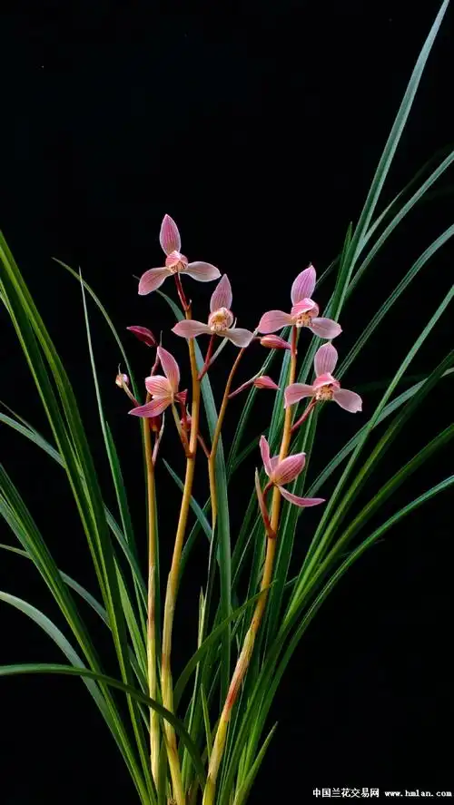 大美一品请欣赏