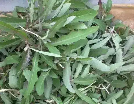 你们对于曲曲菜还有其他的了解吗?