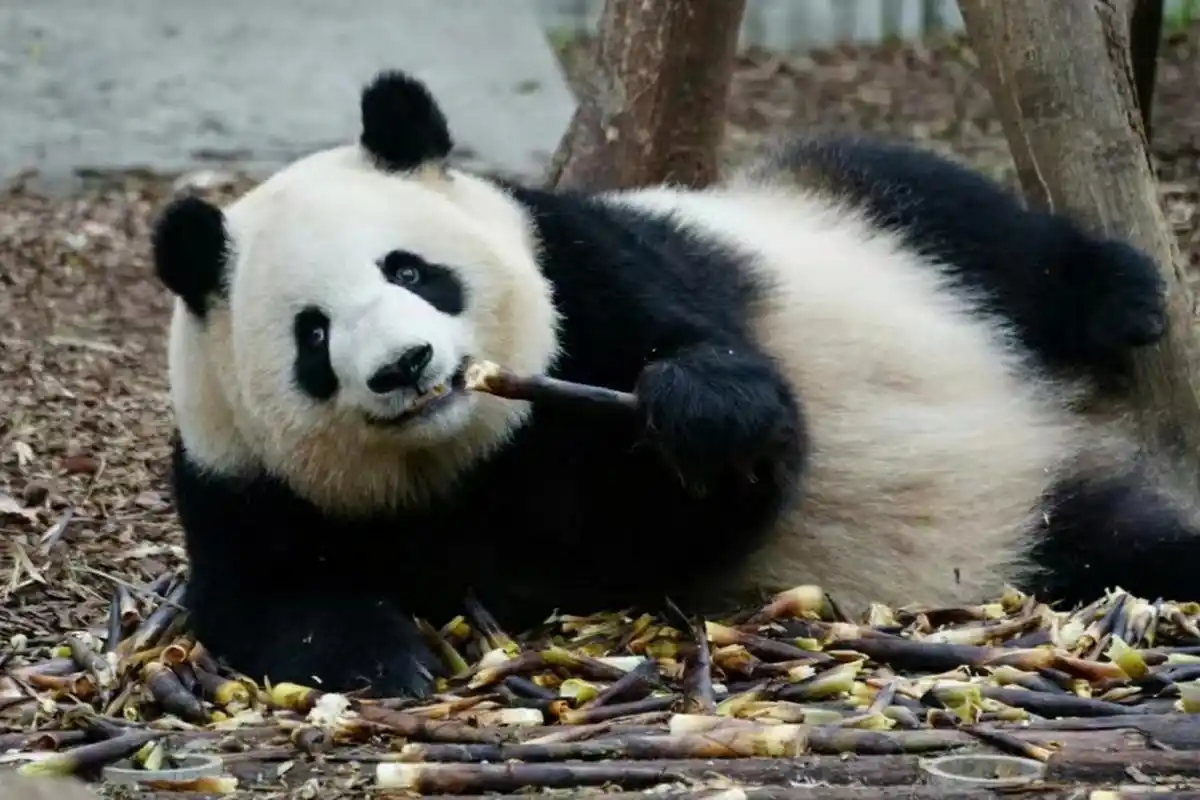 喜欢躺着干饭的淼淼公主9499(陈女士好闺蜜,谭爷爷的心上熊)