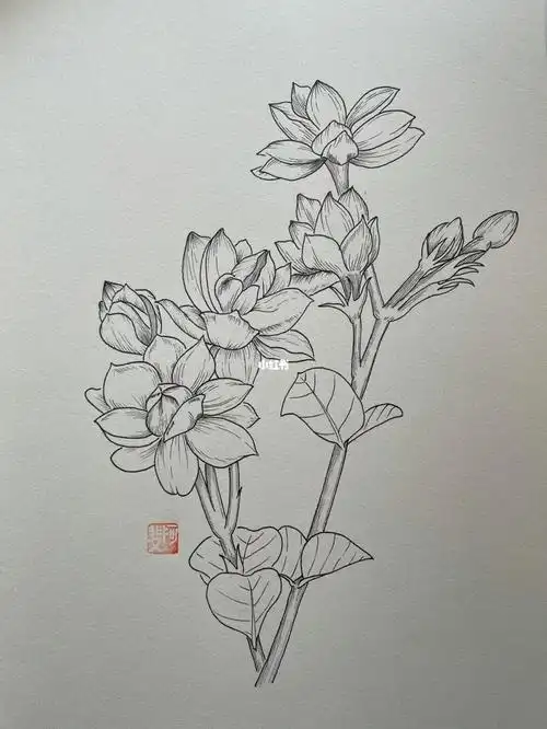 针管笔临摹138茉莉