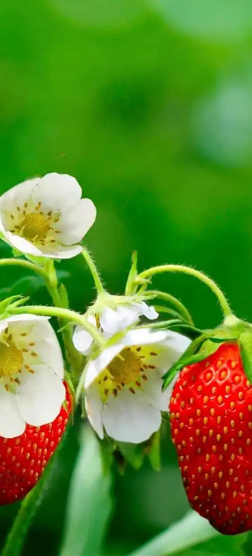 《美妙大自然》护眼手机壁纸