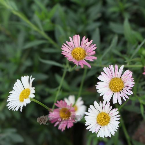 墨西哥飞蓬花苗 菊科多年生耐寒耐热宿根植物 匍匐垂吊型花卉盆栽