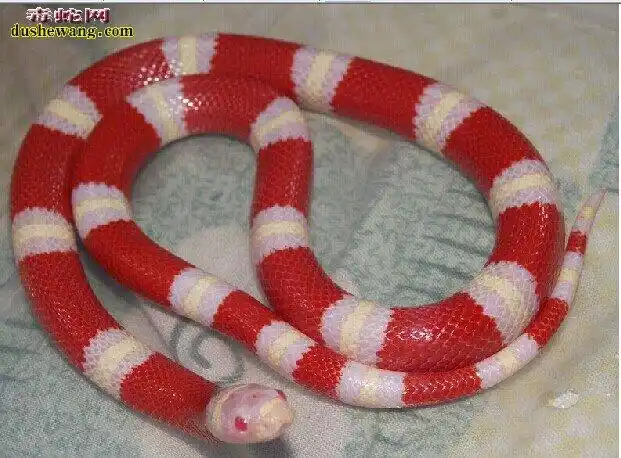 奶蛇有毒吗_牛奶蛇_毒蛇网