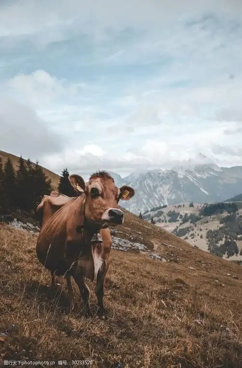 牛摄影图片牛写真壁纸