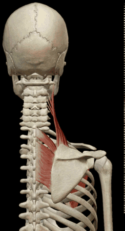 解剖学基础肩胛提肌