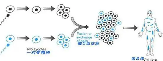 一种嵌合体形成的原理图 来源 | sciencenet.cn