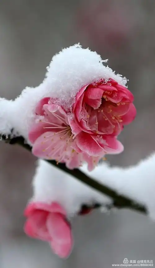 雪与梅---梅花香自苦寒来.