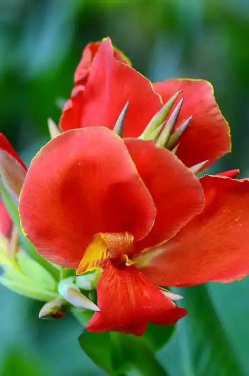 世界上最美的十种花欣赏在你心中是哪一种呢