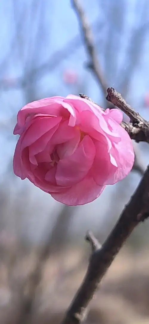 爱梅痴心终难戒 一朵梅花一朵禅