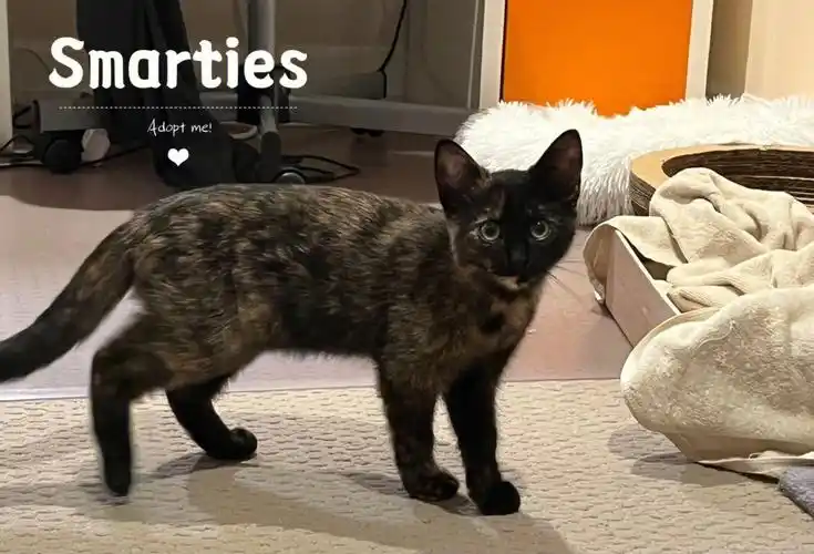 傲娇内向的smarties