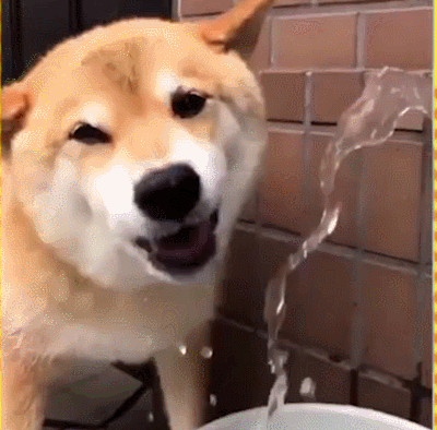 萌宠汪星人喝水傻笑啥gif动图_动态图_表情包下载_soogif