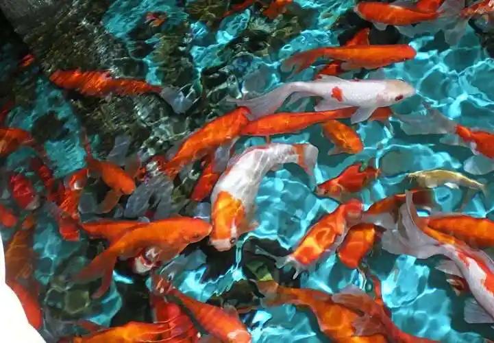 清新多彩鱼宽屏壁纸_悠闲游动的小鱼