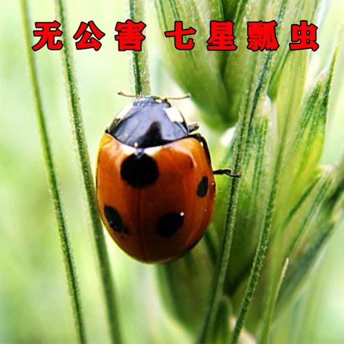 朴彩(pucai)包活七星瓢虫异色多星瓢虫卵幼虫成虫活体专吃蚜虫等花草