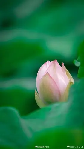 成都双流舞月荷花景区的荷花开的正盛|四川省|成都市_新浪新闻