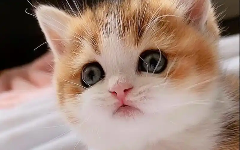 超萌小奶猫,乖乖的脑袋有点大,太可爱了
