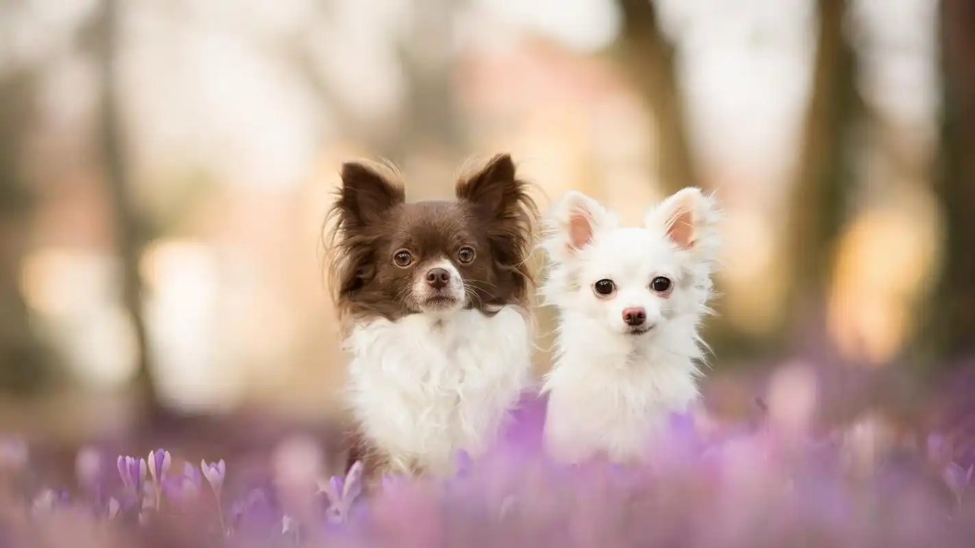 可爱狗狗图片高清电脑桌面壁纸高清大图预览1920×1200_动物壁纸下载
