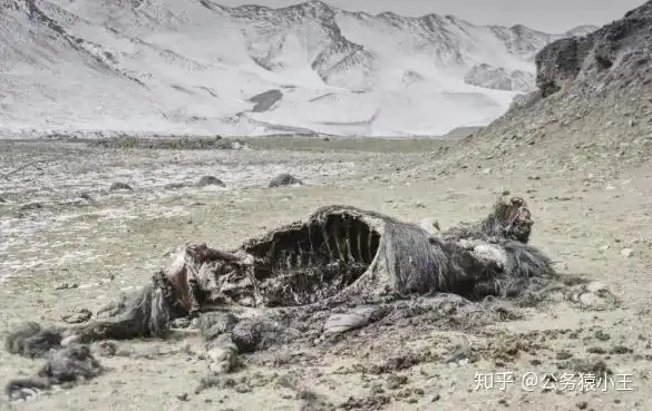 可可西里无人区有多可怕