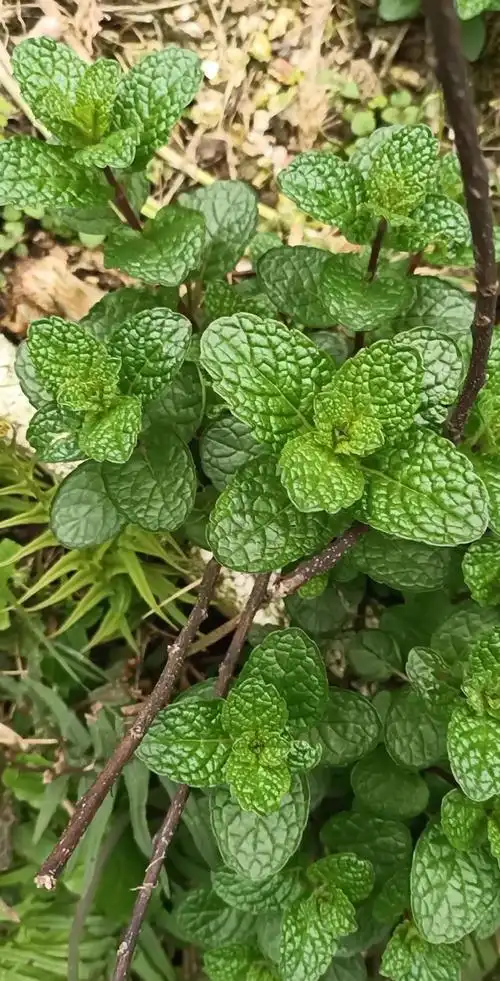 皱叶留兰香既是香料又是中药材 做鱼放它不错