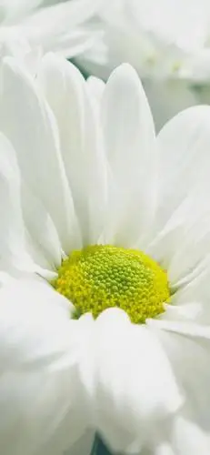 全面屏壁纸 | 超清唯美小清新壁纸