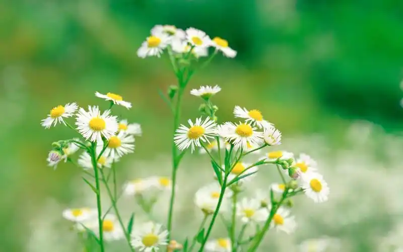 1440x900 壁纸下载 - 自然风光精美壁纸(三) - 风景壁纸 - v3壁纸站