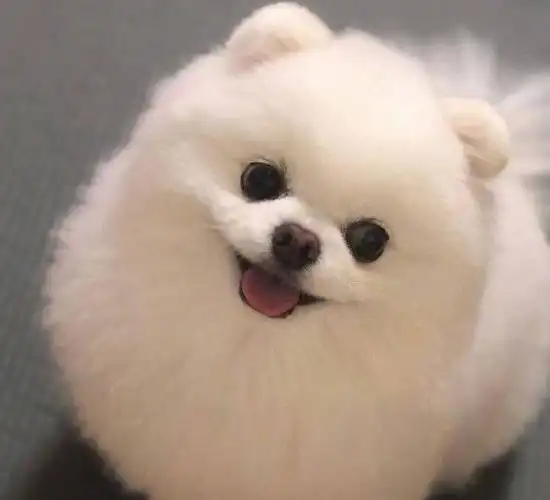 可爱呆萌的小狗狗精美图集照片,你爱了吗?