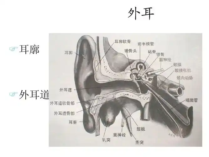 耳朵真的挺复杂的 外耳 耳廓 外耳道