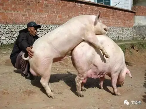 很huang各类生物的繁殖方式