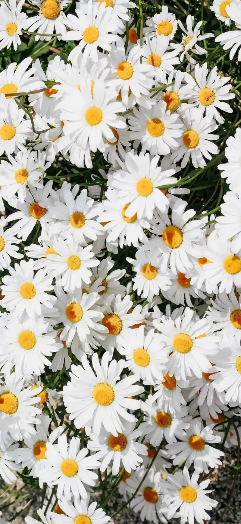 全面屏壁纸高清唯美小清新绿色壁纸