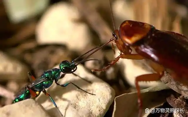 不过,蟑螂也有很多天敌,如果蟑螂也会