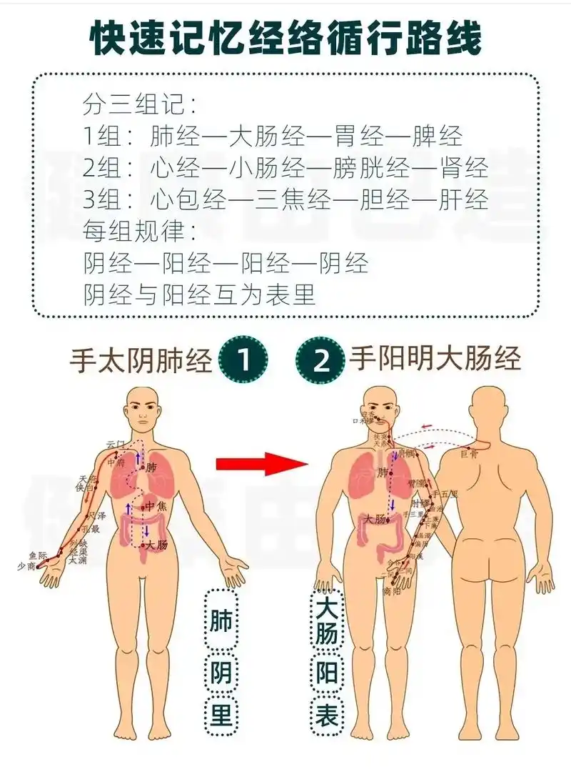 快速记忆12经络循行路线