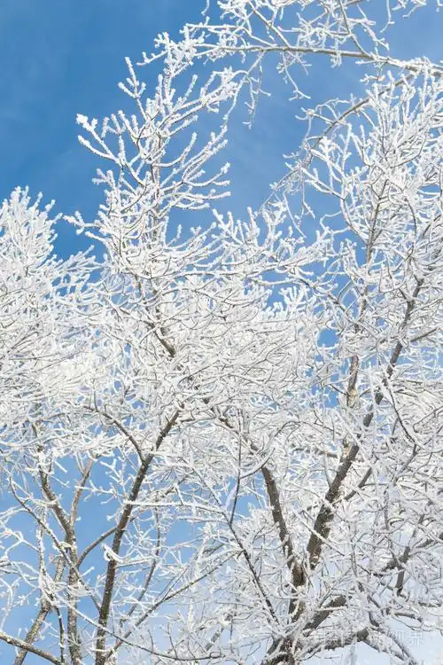 白雪皑皑的冬天风景