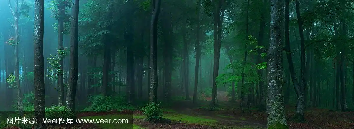 童话故事里阴森森的森林在雾天里.恐怖森林里寒冷多雾的早晨