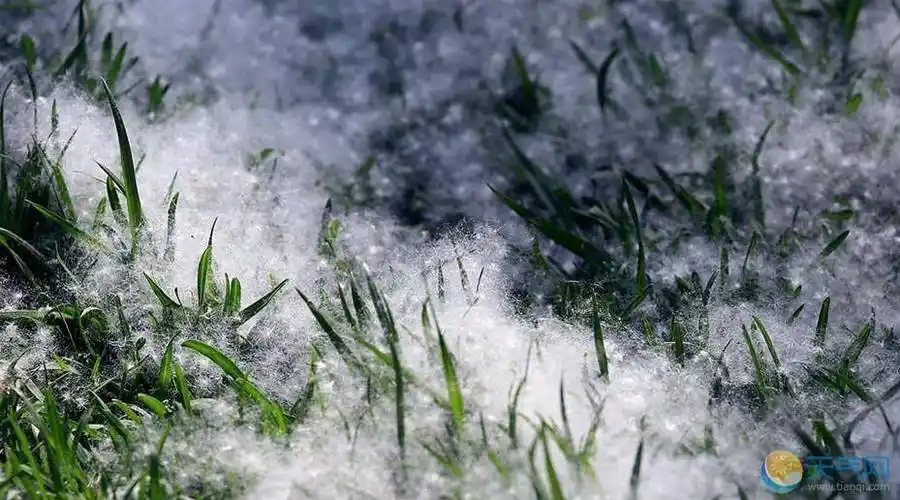 北京第三次柳絮高发,今年你被它"粘"上了吗?