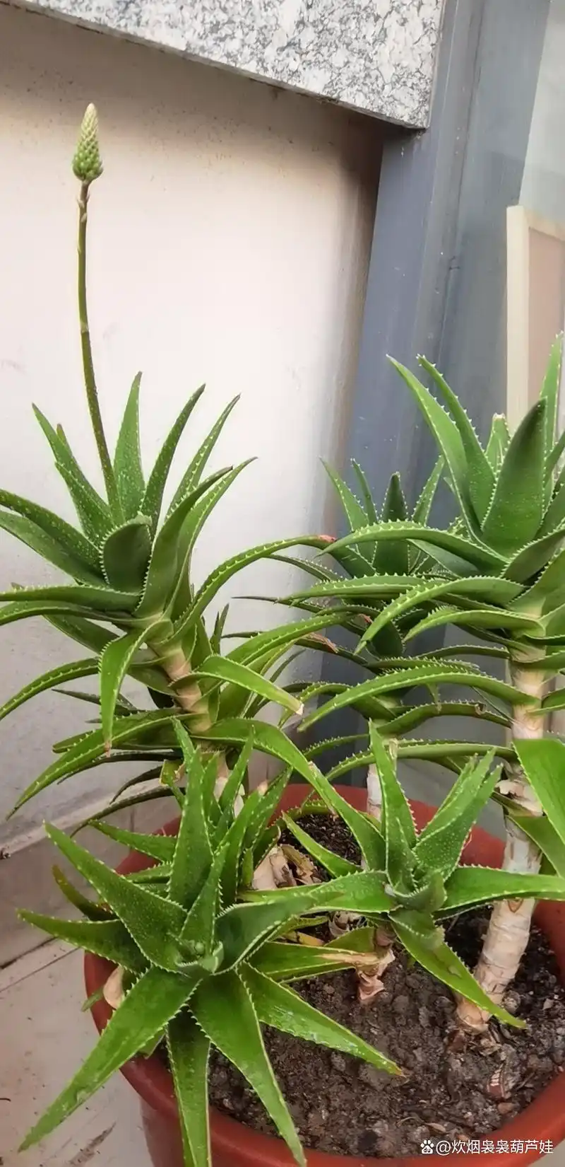 母亲的"龙藻苣"